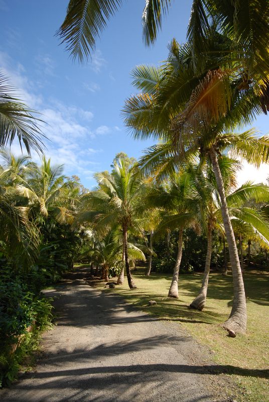 http://static.onlc.eu/escaletropicaleNDD//13150399791.jpg