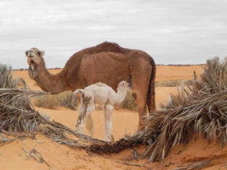 Bébé dromadaire et sa Maman Bébé dromadaire et sa Maman