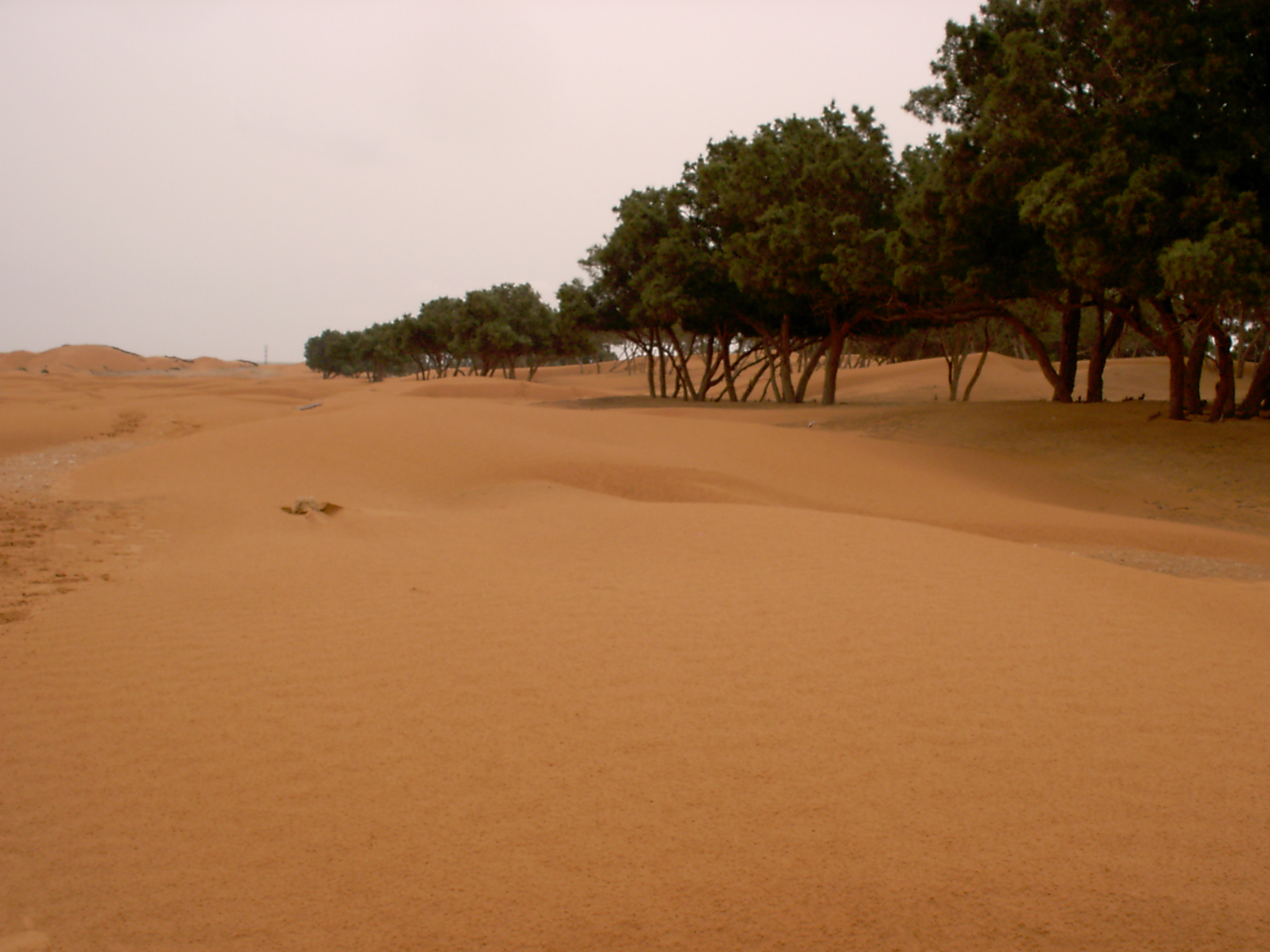 oasis de Ksar Ghilane