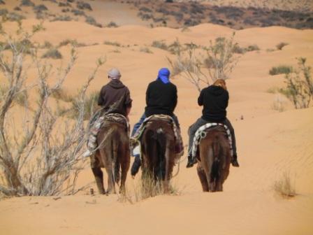 Promenade à dos de dromadaire Ksar Ghilane Promenade à dos de dromadaire Ksar Ghilane