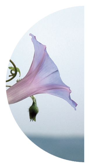 http://static.onlc.eu/volubilisNDD//131514718915.png