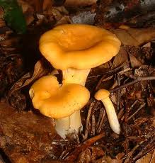 Girolle à l'état naturel