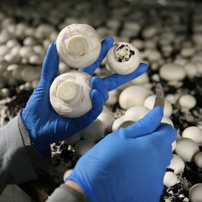 La cueillette de champignon de paris se fait de façon manuelle et artisanale dans les chambres de culture.