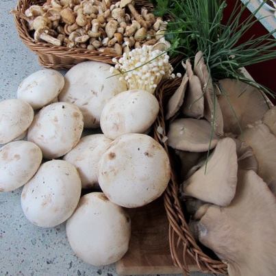 Gros calibre de champignons