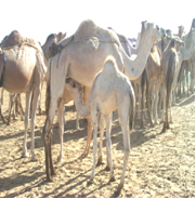 https://static.onlc.eu/aljakani-babyNDD//12370043221.png https://static.onlc.eu/aljakani-babyNDD//12370043221.png