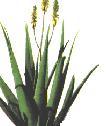 Aloe Vera Plante