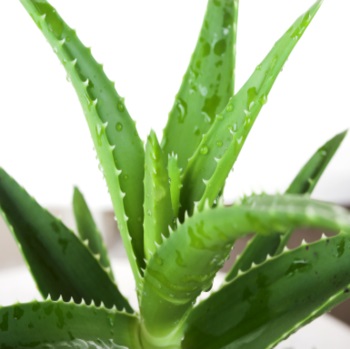 Aloe Vera Forever Living Products