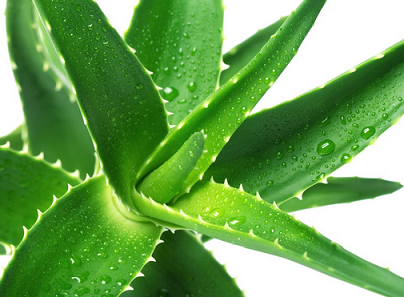 Aloe Vera Barbadensis