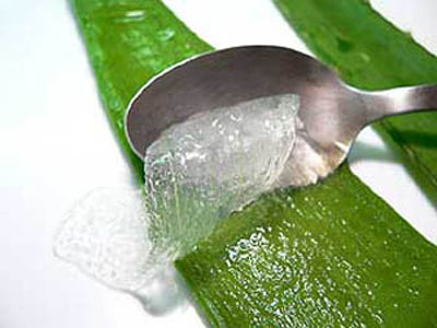 Aloe Vera Mucilage
