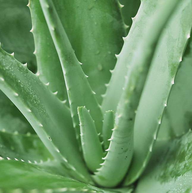 Aloe Vera Forever Living Products