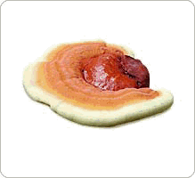 https://static.onlc.eu/ffi-sante-natNDD//126341602984.gif https://static.onlc.eu/ffi-sante-natNDD//126341602984.gif