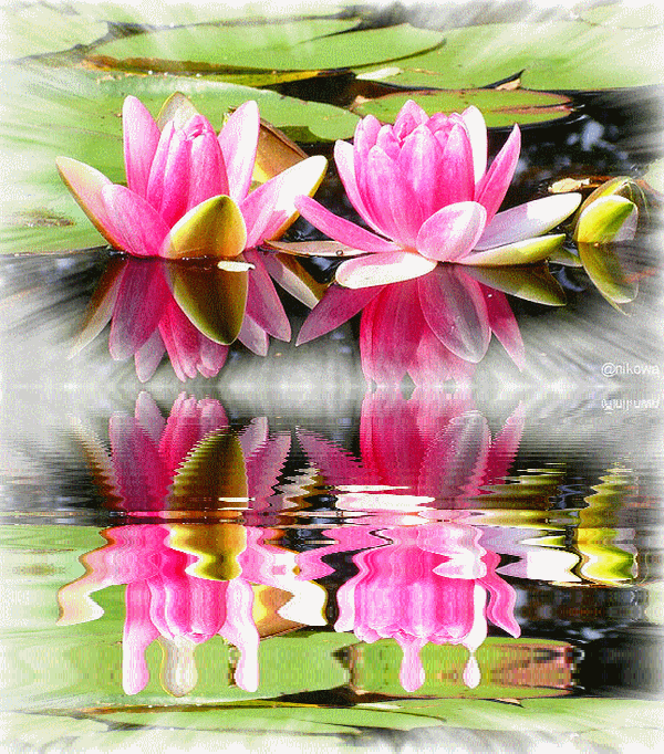 FLEUR DE LOTUS Accueil