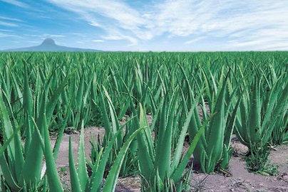 Aloe Vera Champ