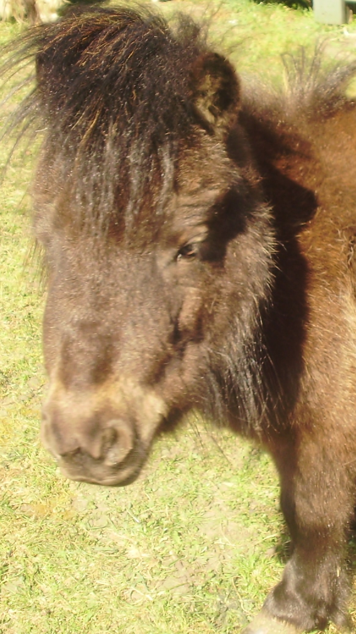 https://static.onlc.eu/haras-des-lysNDD//125356640444.jpg