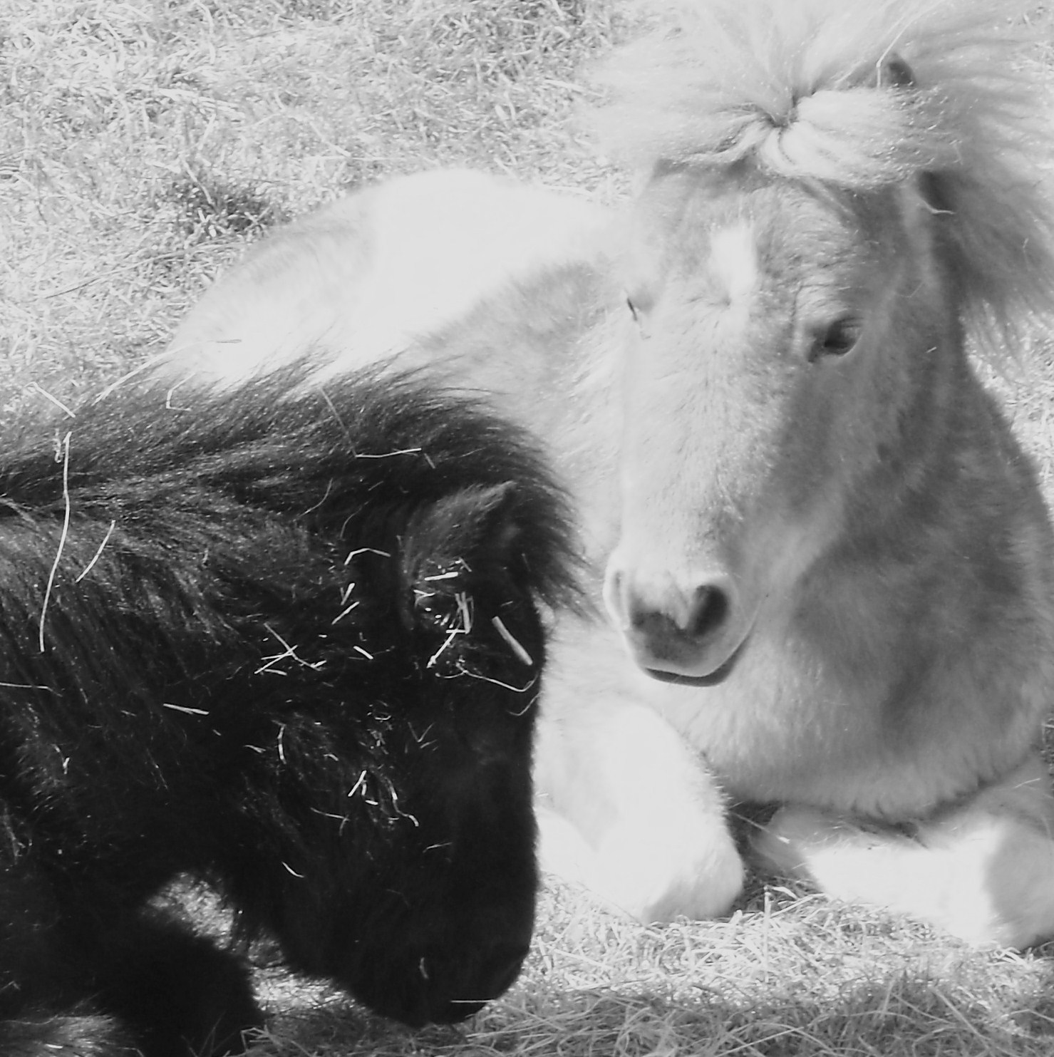 https://static.onlc.eu/haras-des-lysNDD//125356653231.jpg