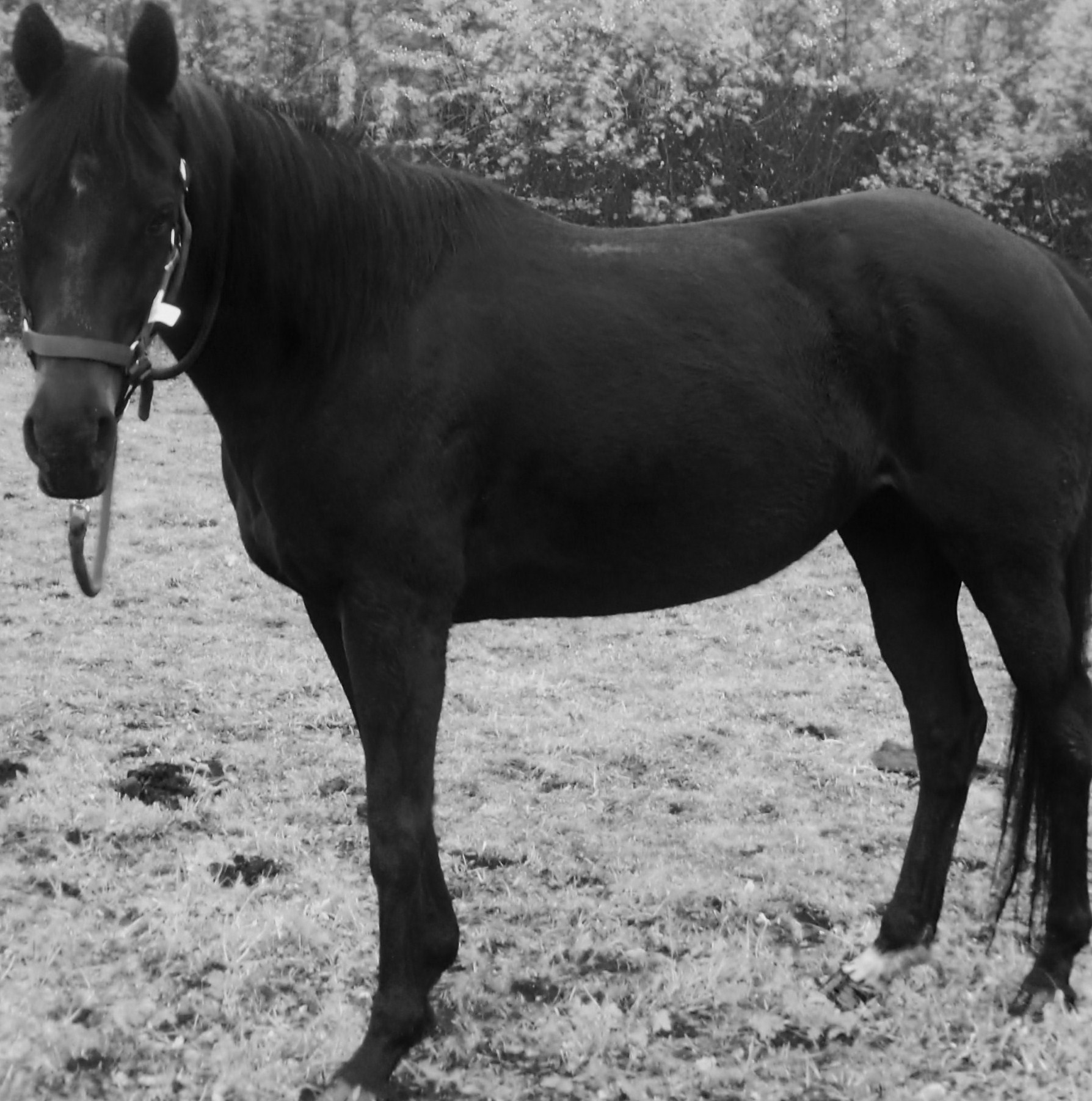 https://static.onlc.eu/haras-des-lysNDD//125356723186.jpg