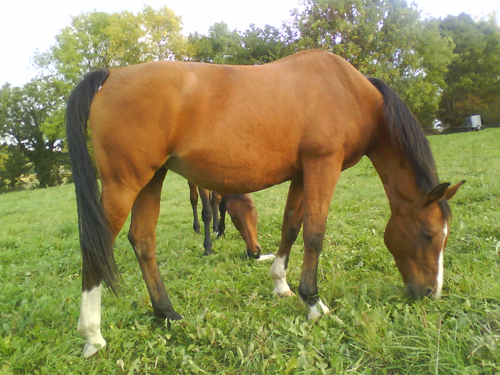https://static.onlc.eu/haras-des-lysNDD//125519496089.jpg