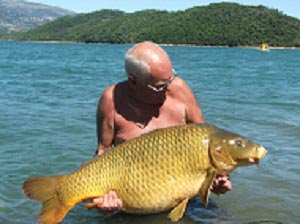 Les carpes du lac