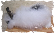 https://static.onlc.eu/pimpinouxNDD//12641514859.jpg
