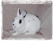 https://static.onlc.eu/pimpinouxNDD//126415157616.jpg
