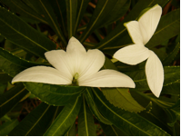 https://static.onlc.eu/raiatearunningNDD//128453856989.png
