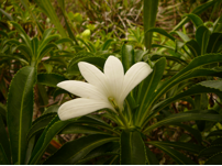 https://static.onlc.eu/raiatearunningNDD//128453919839.png