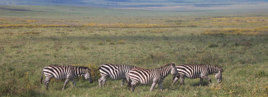 zebres lors d'un safari en tanzanie