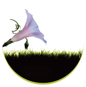 https://static.onlc.eu/volubilisNDD//13151386046.png